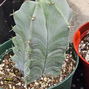 Pitayo de Mayo Stenocereus pruinosus stenocereus griseus Gray Ghost Organ Pipe, Columbar Catu. 1 cactus in 6" pot