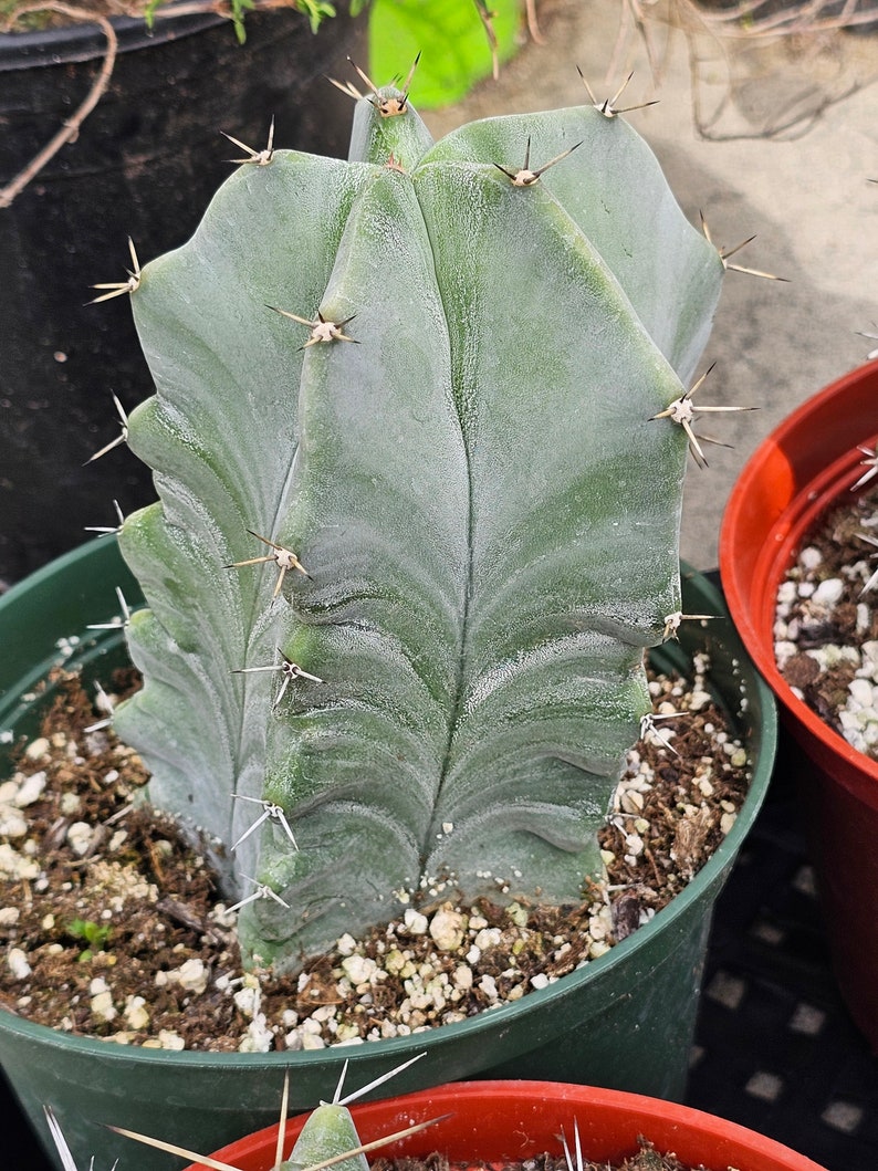 Pitayo de Mayo Stenocereus pruinosus stenocereus griseus Gray Ghost Organ Pipe, Columbar Catu. 1 cactus in 6" pot