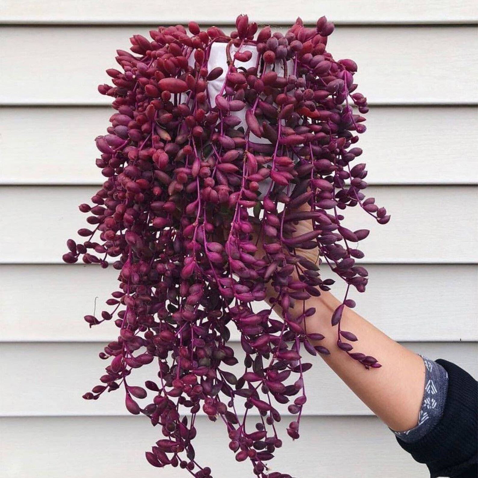 String of ruby plant