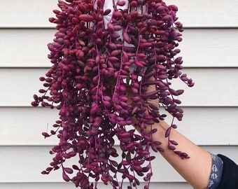 String of Ruby Necklace Plant | Rare Hanging Plant | Ruby Necklaces Plant | hanging succulent plant | Crassothonna capensis.