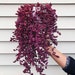 Cute Purple Plant.  Ruby Necklace Plant. succulents, hanging succulent plant, It name is Crassothonna capensis. 