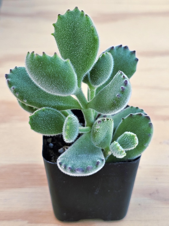 Bear Paw Succulent: Fuzzy Cotyledon Tomentosa Potted Plant - Etsy Canada