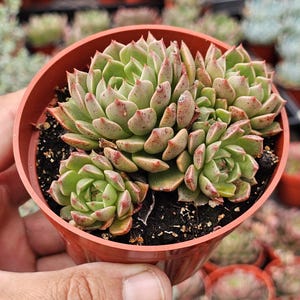 May include: A cluster of light green succulent rosettes with pointed leaves and reddish-brown tips, planted in a round terracotta-colored plastic pot filled with dark potting soil, showcasing multiple offsets growing together.