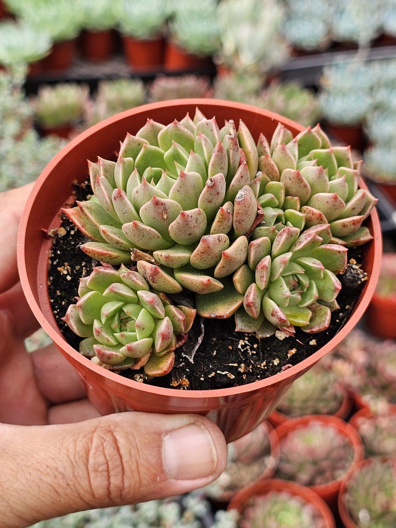 May include: A cluster of light green succulent rosettes with pointed leaves and reddish-brown tips, planted in a round terracotta-colored plastic pot filled with dark potting soil, showcasing multiple offsets growing together.