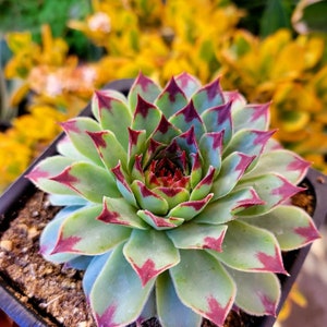 Sempervivum calcareumJordan sempervivum tectorum Hens & Chicks beautiful purple sempervivum. image 1