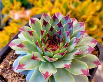 Live Plant, potted plant, rare succulent,  Sempervivum wilderness glow | sempervivum tectorum | Hens & Chicks | beautiful purple sempervivum