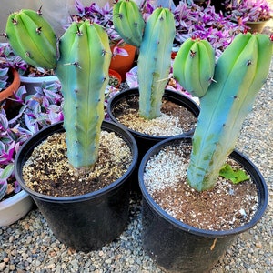 Great quality Myrtillocactus geometrizans cactus, Cereus Geometrizans, Myrtillocactus Grandiareolatus, blue candle cactus. image 6