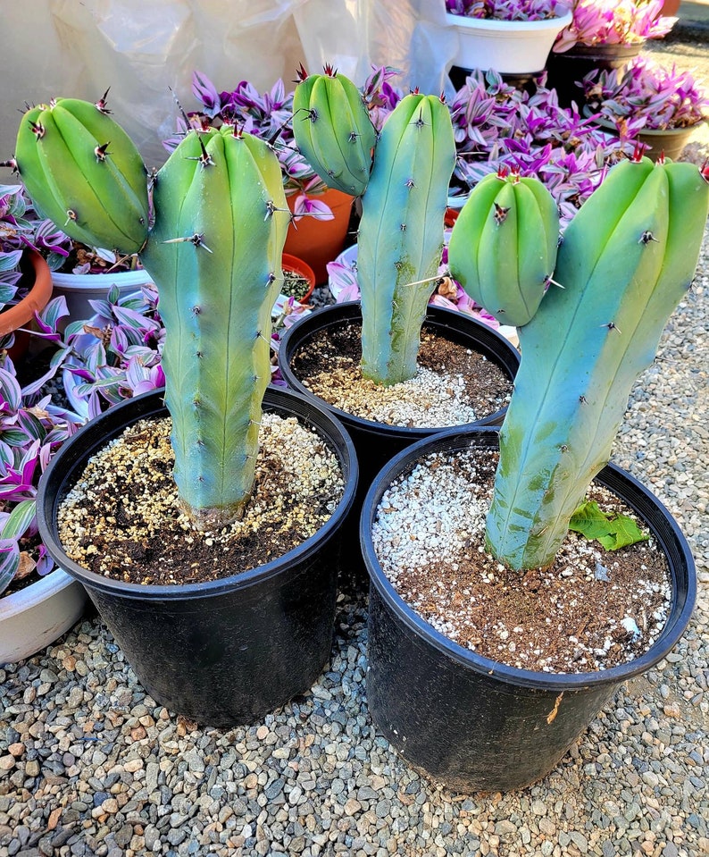 Great quality Myrtillocactus geometrizans cactus, Cereus Geometrizans, Myrtillocactus Grandiareolatus, blue candle cactus. image 6