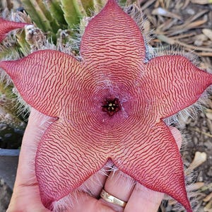 Stapelia Gigantea Succulent: Giant Starfish Flower, Drought Tolerant Live Plant