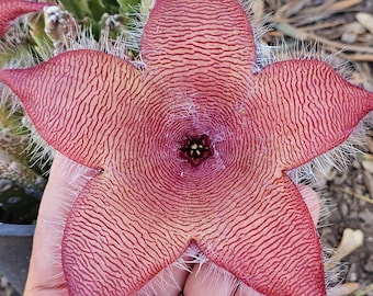 Stapelia Gigantea Succulent: Giant Starfish Flower, Drought Tolerant Live Plant