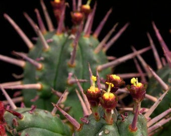 Euphorbia ferox, giant euphorbia. Rare euphorbia. Rare Succulent.