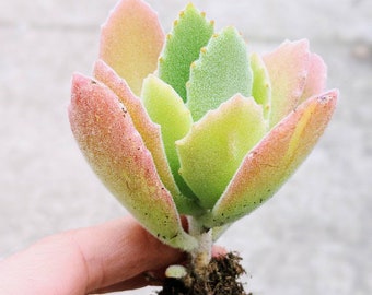 Kalanchoe Plant | Kalanchoe MILLOTII |  family of kalanchoe tomentosa | kalanchoe marnieriana | rare kalanchoe, succulents, rare plant