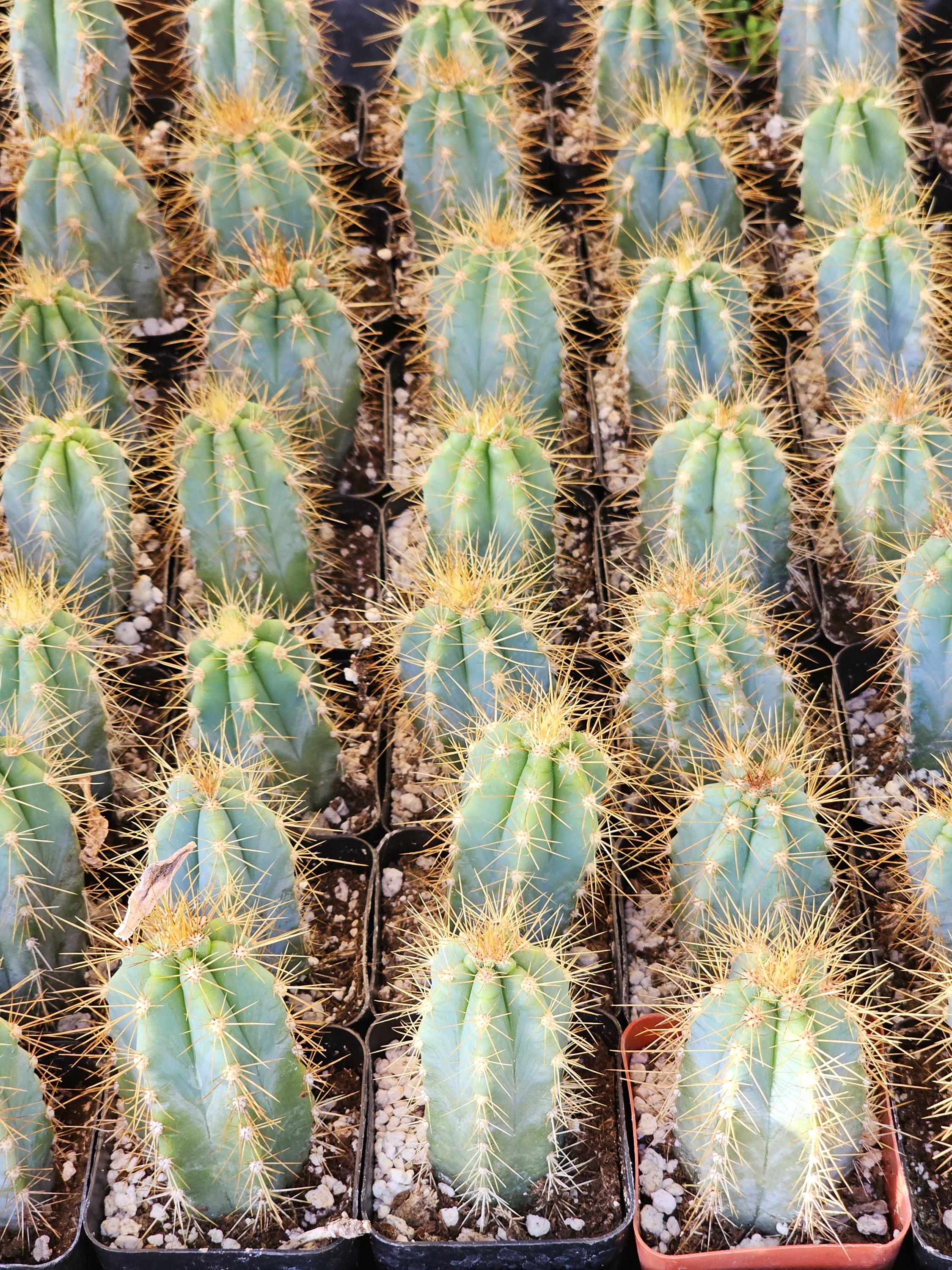 アガベ Blue cactus Vivid Blue Torch Cactus: Pilocereus Azureus, Brazilian