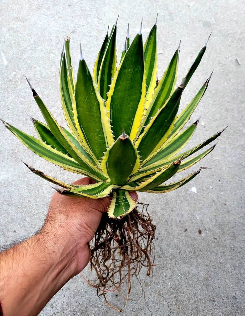 Agave lophantha Quadricolor, Quadricolor Century Plant, Exotic plant, exotic agave 1 gal Agave