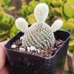 May include: A small, potted cactus with a light green body and white, fuzzy protrusions. The cactus is in a square, black plastic pot filled with soil and small white stones. The background is blurred, showing green foliage.