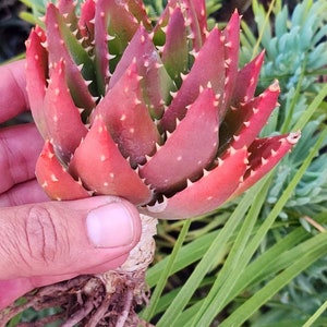Aloe nobilis| dwarf red aloe | Gold -Tooth Aloe. Aloe Vera