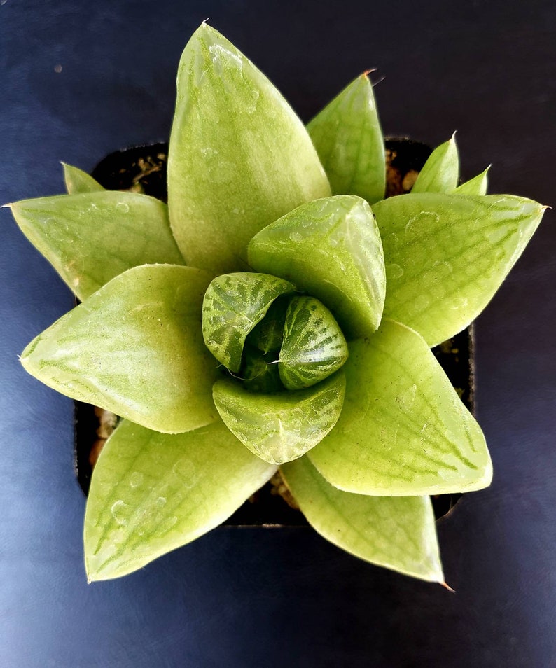 Haworthia cuspidata