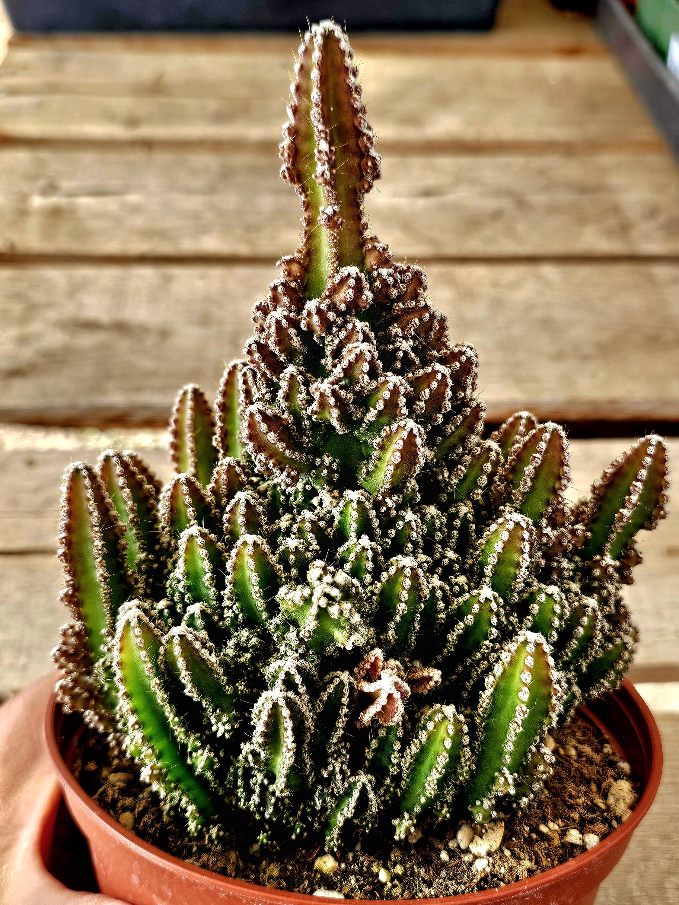 6" Fairy Castle Cactus, Dwarf Acanthocereus Tetragonus, Indoor Outdoor  Plant - Etsy