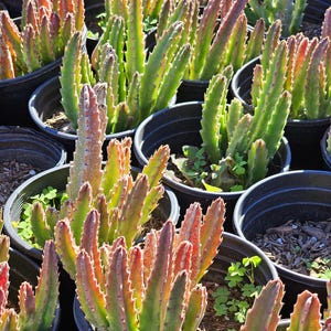 May include: A collection of potted succulent plants featuring upright, fleshy, serrated stems. The plants display a gradient of colors ranging from vibrant green at the base to reddish-orange tips, all housed in black plastic nursery containers.