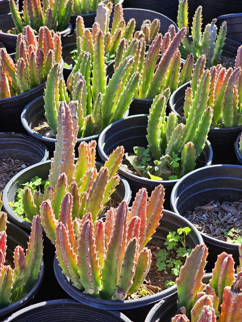 May include: A collection of potted succulent plants featuring upright, fleshy, serrated stems. The plants display a gradient of colors ranging from vibrant green at the base to reddish-orange tips, all housed in black plastic nursery containers.