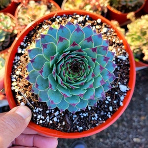 Sempervivum calcareumJordania / sempervivum tectorum / Gallinas y pollitos / hermoso sempervivum morado. 1 plant 6" Pot