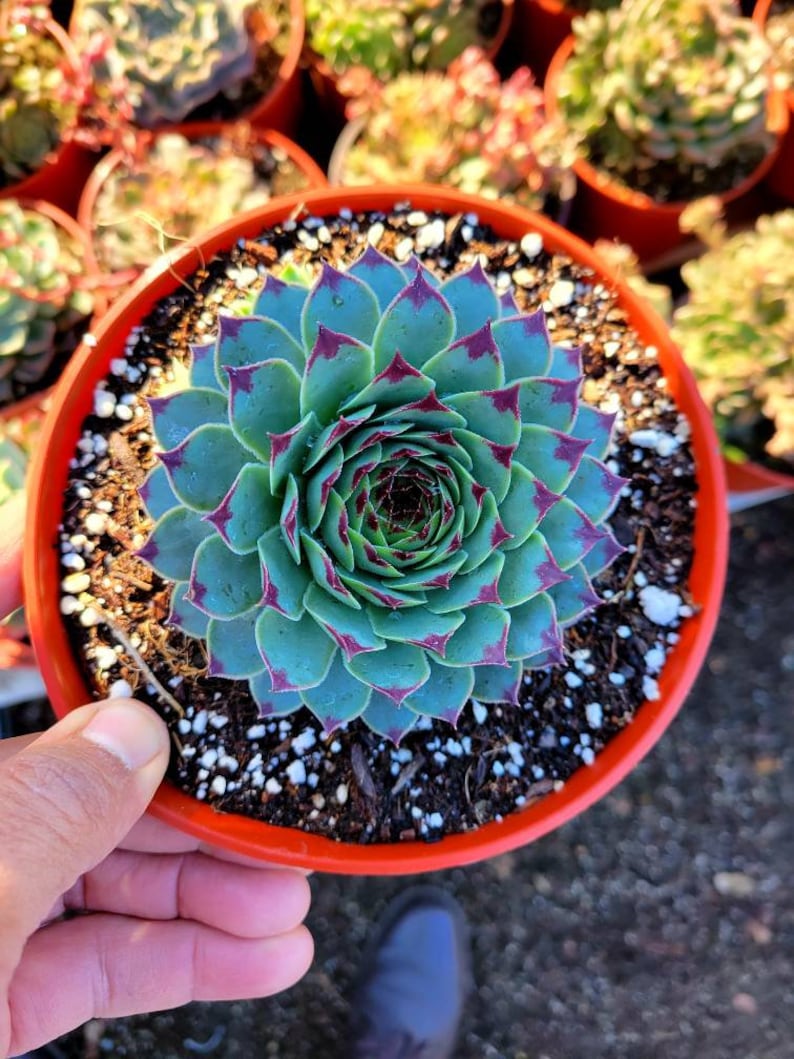 Sempervivum calcareumJordan sempervivum tectorum Hens & Chicks beautiful purple sempervivum. image 3