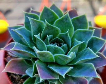 Hens And Chicks: How To Care For, sempervivum, rare succulent.