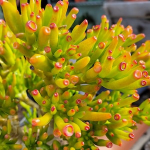 old tree, Crassula ovata Gollum, mature plant, Shrek ear, Live succulent, jade plant