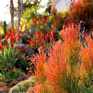 Firestick plant, pencil cactus or Euphorbia tirucalli. Gorgeous succulent live plant.