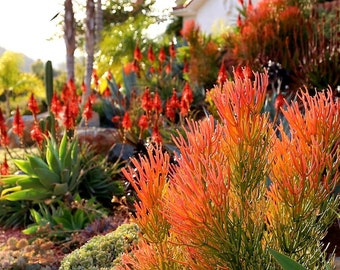 Firestick plant, pencil cactus or Euphorbia tirucalli. Gorgeous succulent live plant.