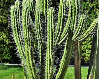 Potted Cactus Stetsonia Coryne | The toothpick cactus | Argentine Toothpick cactus is a Unique Succulent.