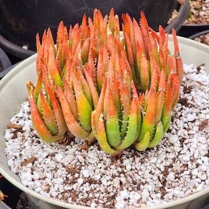 Very limited availability |Aloe Crosbys Prolific | hybrid Aloe | dwarf red aloe |Rare succulent.