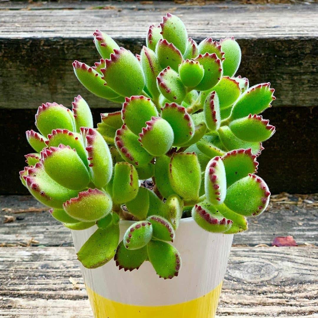 Bear Paw Plant Bear Paw Succulent Cotyledon Tomentosa Rare Live