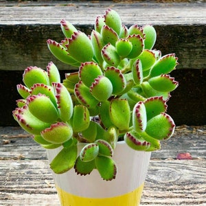 Bear Paw Plant | Bear Paw Succulent | Cotyledon Tomentosa | Rare Live Succulent | Fuzzy Succulent | Live Indoor Plant | ladismithiensis