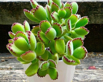 Bear Paw Plant | Bear Paw Succulent | Cotyledon Tomentosa | Rare Live Succulent | Fuzzy Succulent | Live Indoor Plant | ladismithiensis