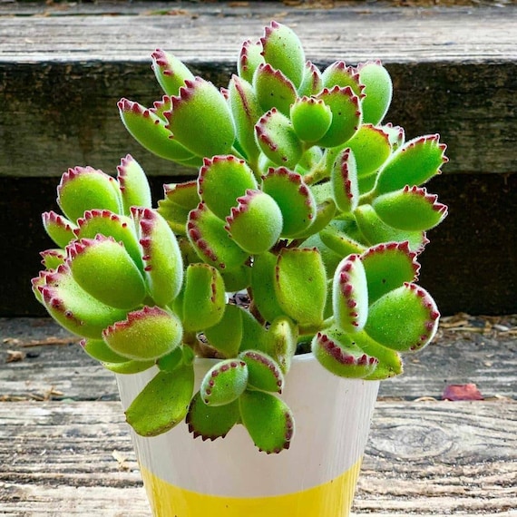 Har råd til historie ly Super Cute Bear Paw Succulent cotyledon Tomentosa Succulent | Etsy