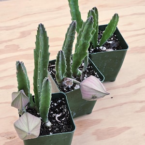May include: Three green square plastic pots each containing a succulent plant with tall, serrated, upright stems. The plants feature distinct, smooth, pale pink, five-sided, star-shaped flower buds emerging from the base of the green stems.