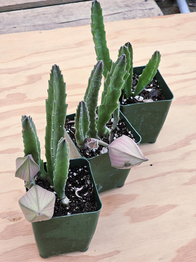 May include: Three green square plastic pots each containing a succulent plant with tall, serrated, upright stems. The plants feature distinct, smooth, pale pink, five-sided, star-shaped flower buds emerging from the base of the green stems.