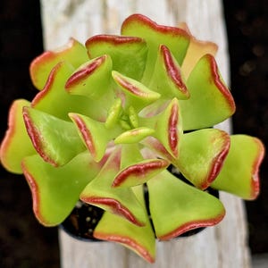 sedum, 2 inches Sedum dendroideum tiny succulents, Rare Succulents, potted plant, diy plants,
