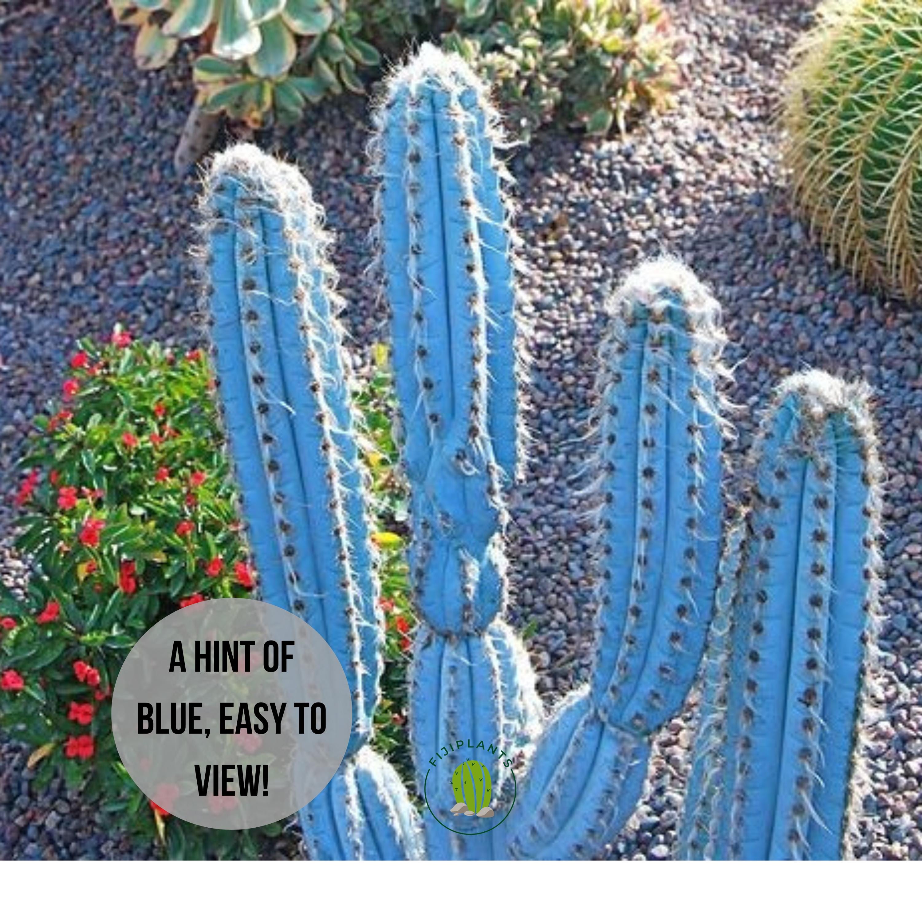Vivid Blue Torch Cactus: Pilocereus Azureus, Brazilian Succulent