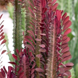 Beautiful African Milk Tree , Euphorbia 'Trigona Rubra' is a unique, columnar succulent, home decor, red cactus.