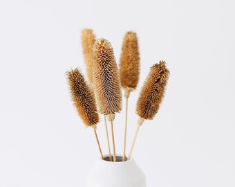 Dried Dipsacus Thistle Stems Natural Boho Floral Decor (16-18&quot; L)