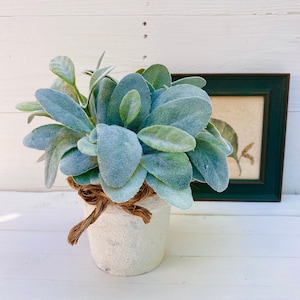 May include: A potted plant with soft, light green leaves in a white, textured pot. The pot is wrapped with a brown twine bow.