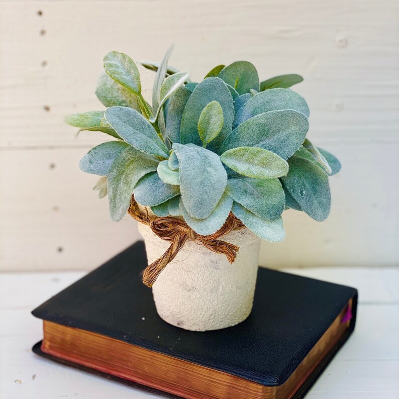 Lamb Ears Plants in White Pot Green Plants in Pots Pots Etsy