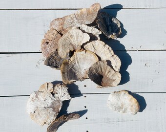 White Washed Dry Sponge Mushrooms: DIY Terrarium Decor Supplies Wall Art Decor