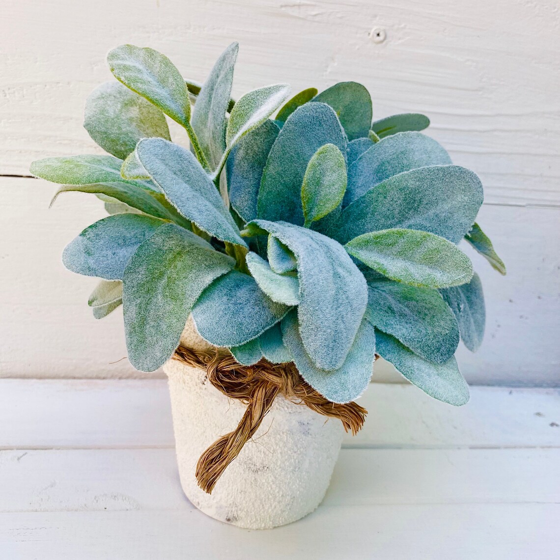 Lamb Ears Plants in White Pot Green Plants in Pots Pots Etsy
