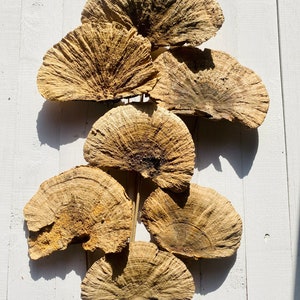 DRIED MUSHROOMS Mushroom Lovers GIFT Fairy Mushroom Natural Dry Sponge Decorative Mushrooms Perfect for Room Décoration