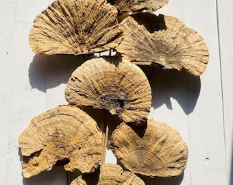 Natural Dried Sponge Mushrooms Fairy Garden Decor, 16&quot; Accent
