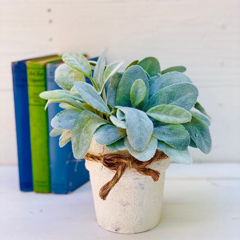 Lamb Ears Plants in White Pot Green Plants in Pots Pots Etsy