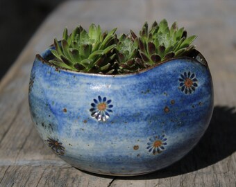 Garden ceramics, plants, succulents